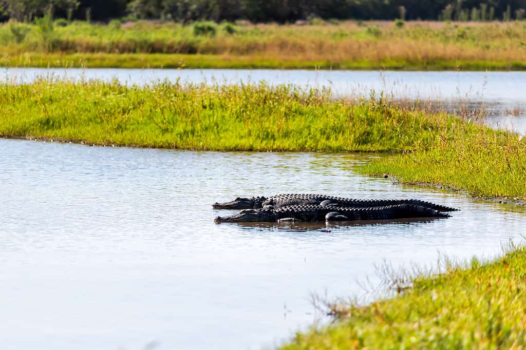Two alligators in water.