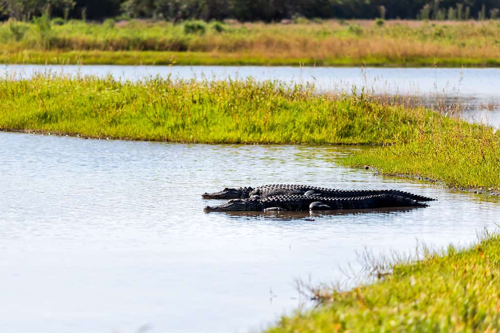 Are There Alligators in Ohio? AZ Animals