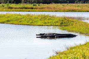 Myakka River State Park: Ideal Visiting Time and Best Way to See Alligators Picture