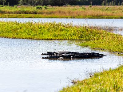 A Myakka River State Park: Ideal Visiting Time and Best Way to See Alligators