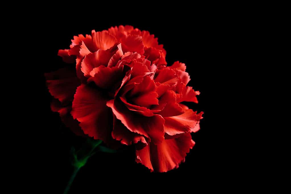 Red carnation on black background.