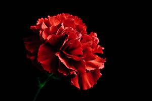 Discover The National Flower of Spain: Red Carnation Picture