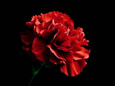 A Red Carnation: Meaning, Symbolism, and Proper Occasions