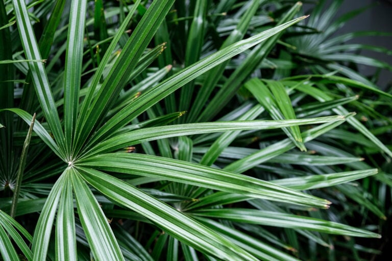 A closeup of the fronds of the Rhapis excelsa plant or lady palm.
