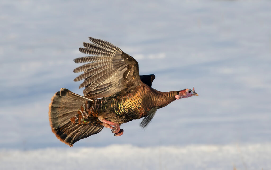 Wild turkeys can fly short distances