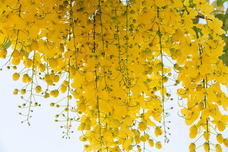 Cassia fistula Linn