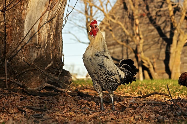 Silver Campine chicken crowing