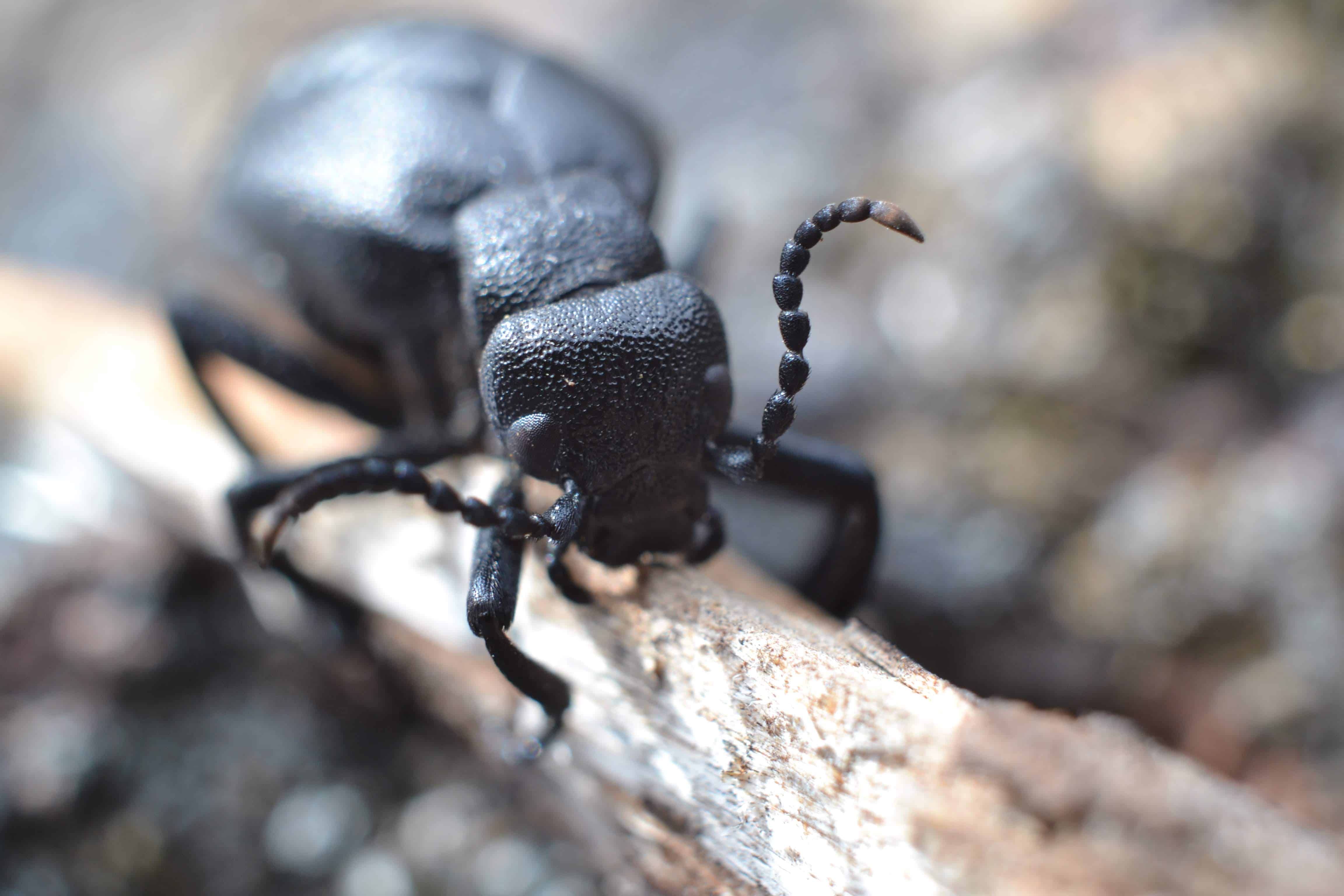 Ten Beetles Native to Wisconsin - A-Z Animals