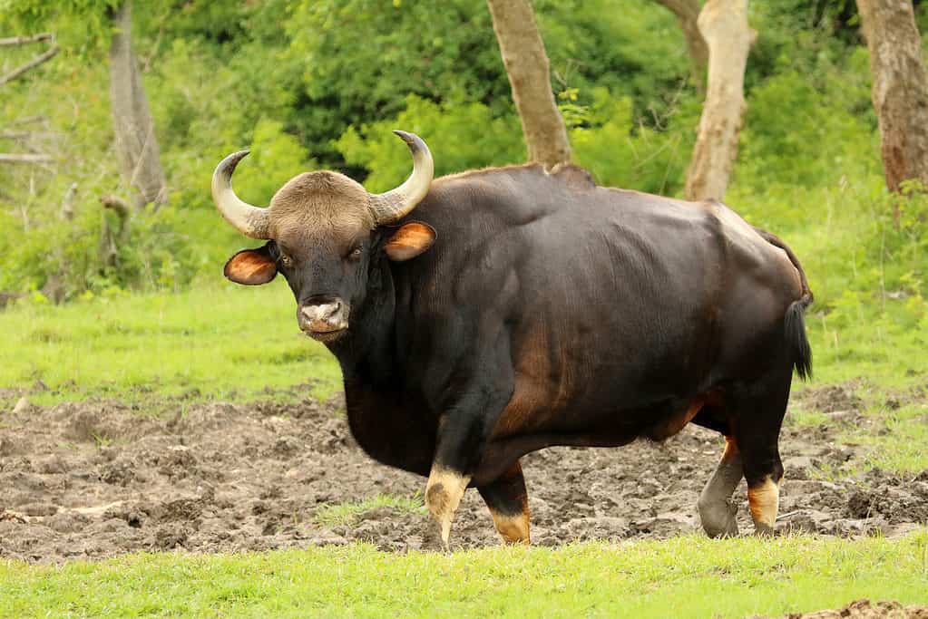 Gaur bull