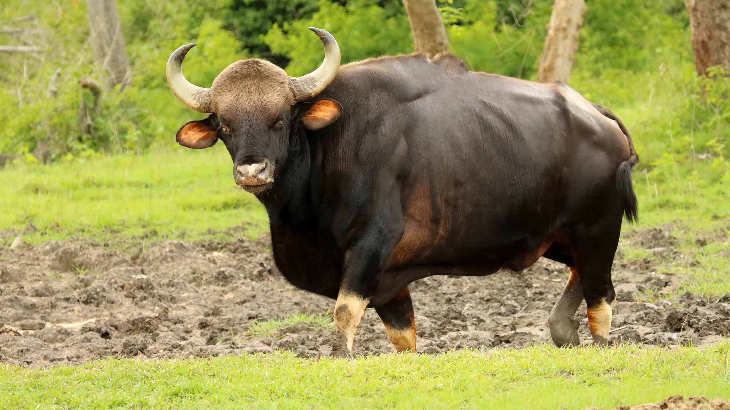 Gaur bull