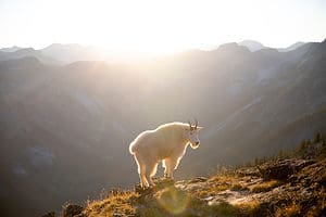 The Largest Rocky Mountain Goat Ever Caught in Oregon Picture