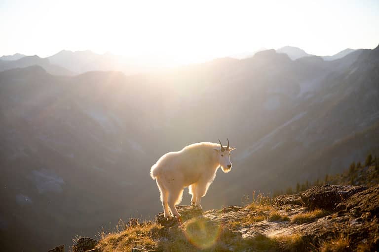 rocky mountain goat