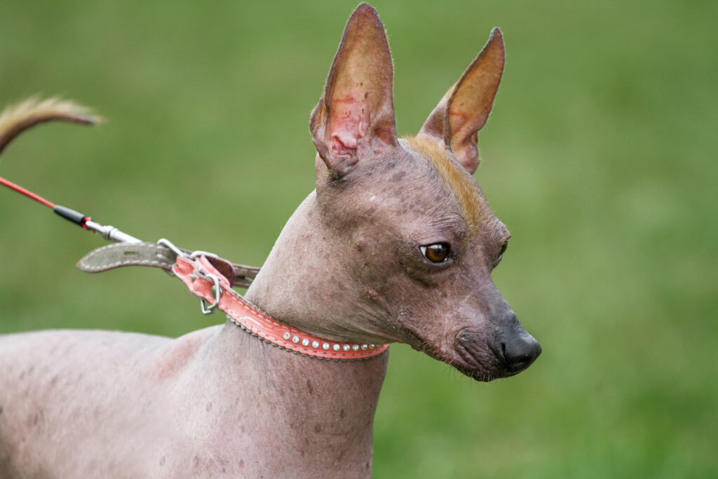 Peruvian Inca orchid dog