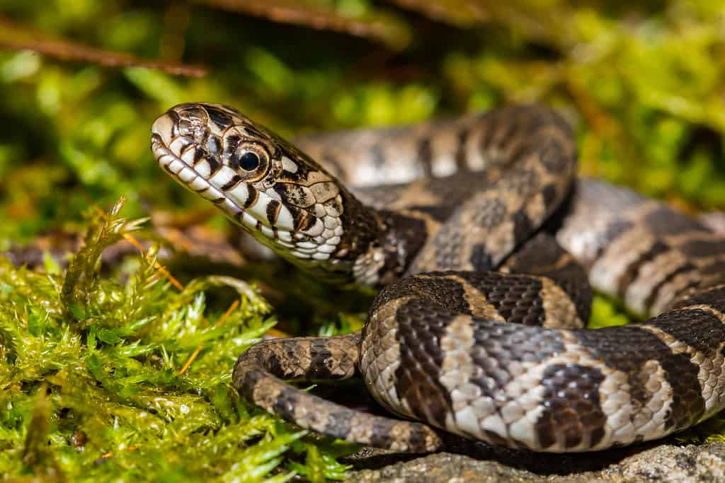 Common watersnake