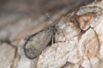 Bagworm moth