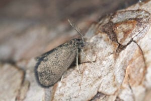 Bagworm moth on wood