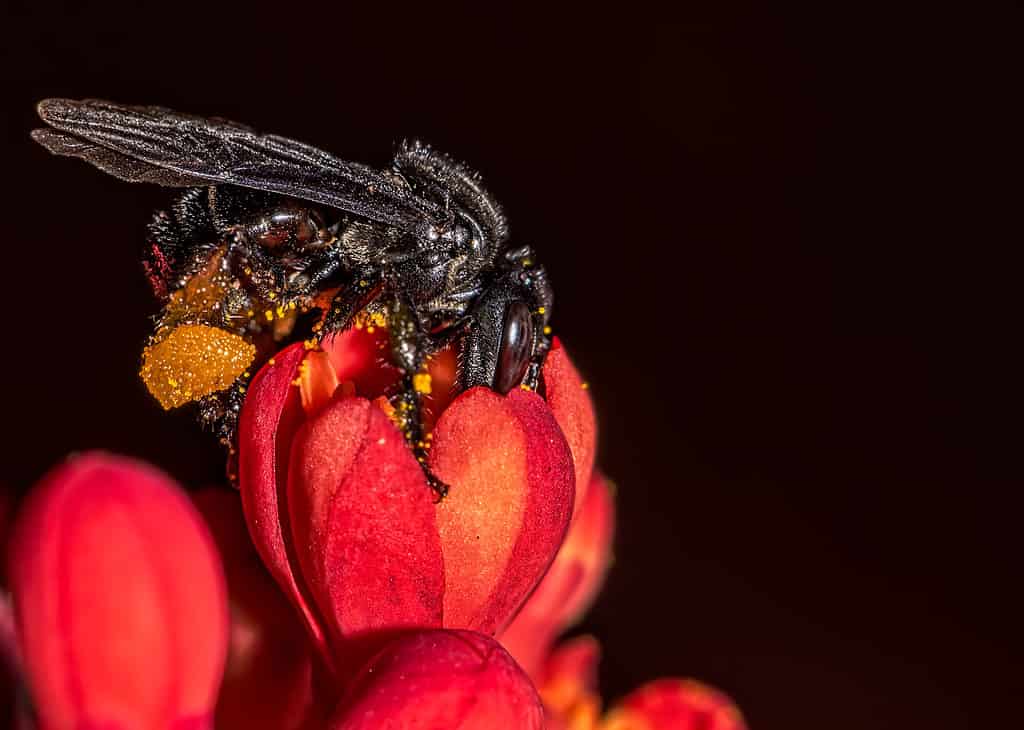 Stingless Bee — Trigona spinipes