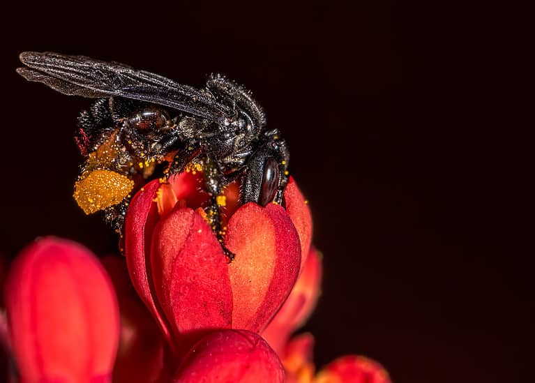 The Top 5 Most Aggressive Bees - A-Z Animals