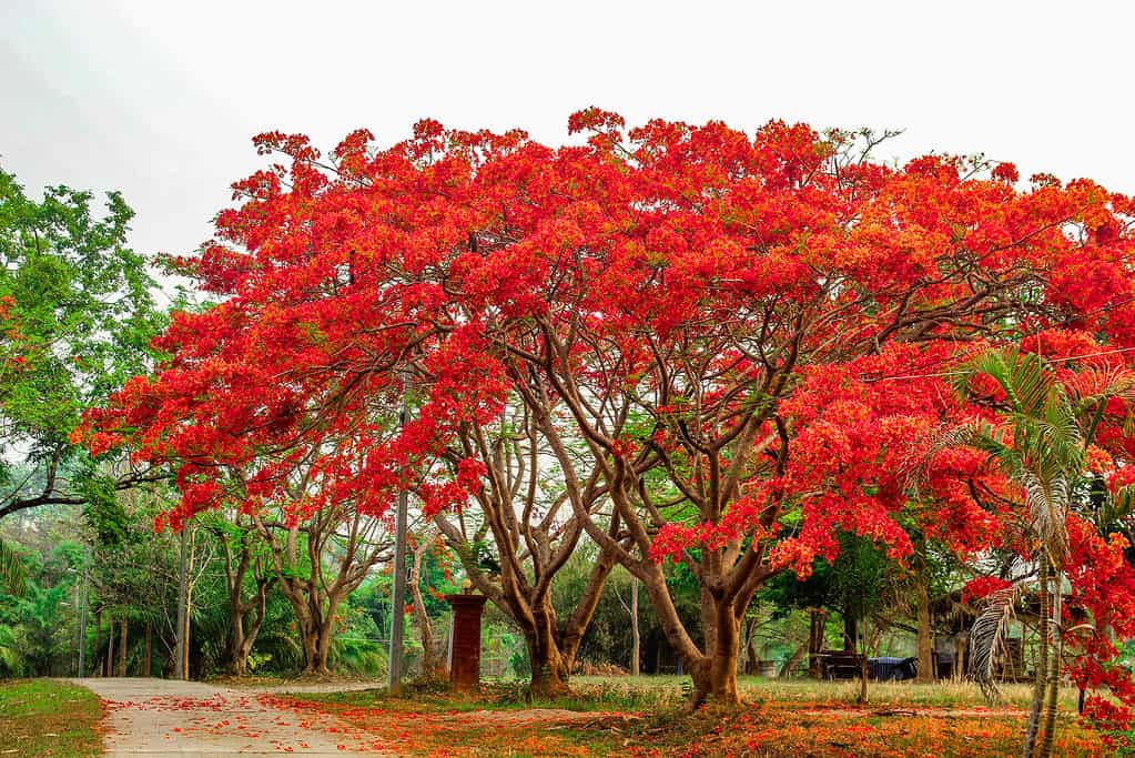 10 Red Flowering Trees in Florida AZ Animals