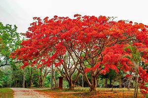 10 Gorgeous Red Flowering Trees in Florida Picture