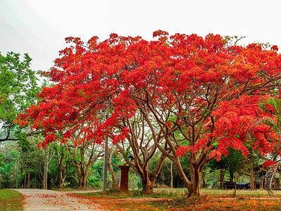 A 10 Gorgeous Red Flowering Trees in Florida