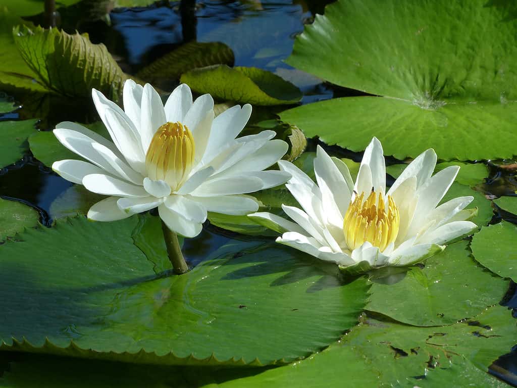 Nymphaea lotus, the white Egyptian lotus