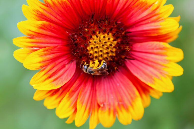 Halictus poeyi on a brightly colored flower which has many orange petals with yellow edges. The bee is up-side-down center frame covered in yellow pollen.