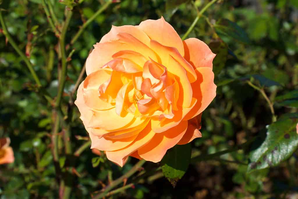 Lady of Shallot Rose against green bushes background