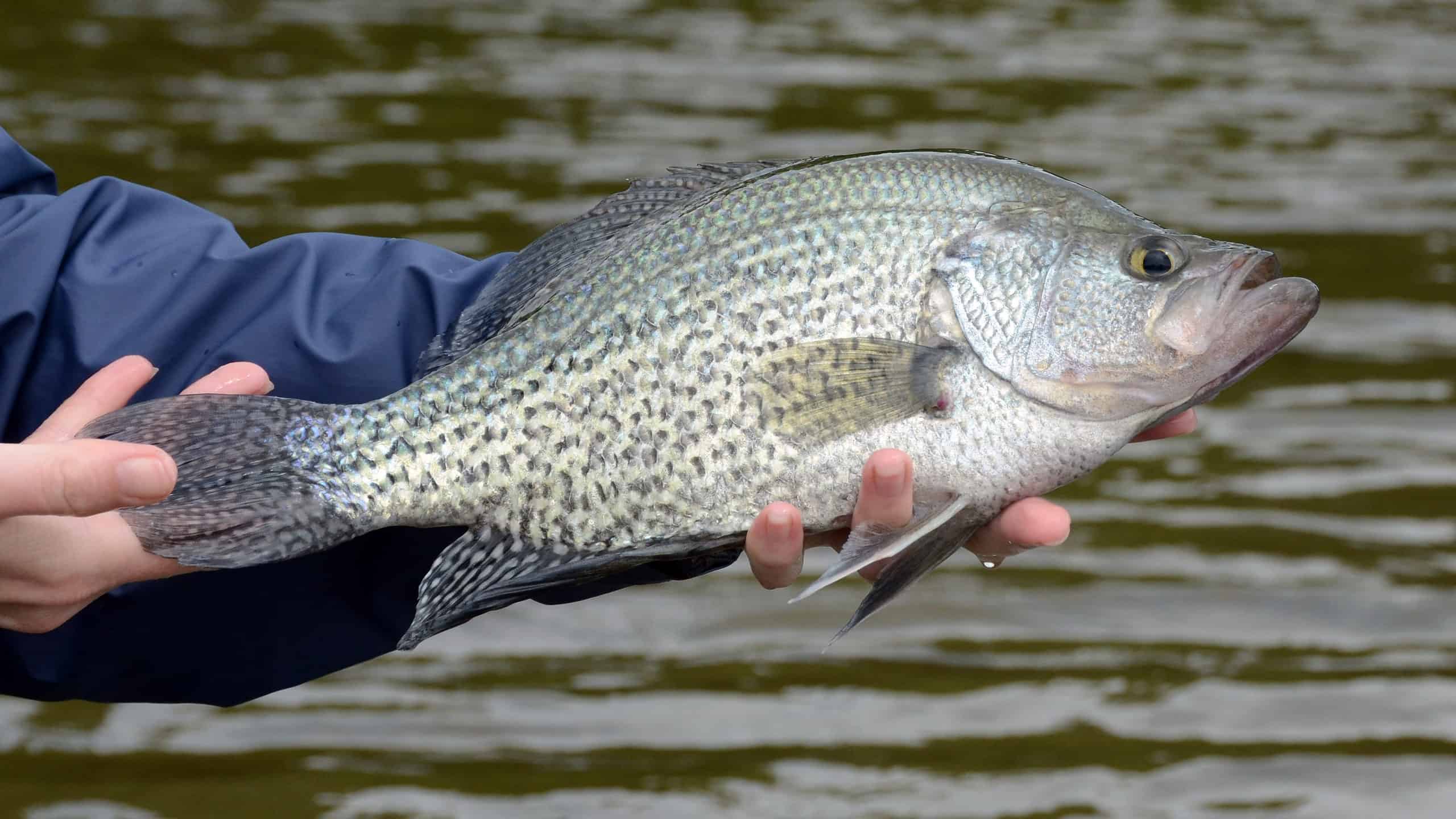 The Largest Black Crappie Ever Caught in Ohio was a Shimmering Behemoth