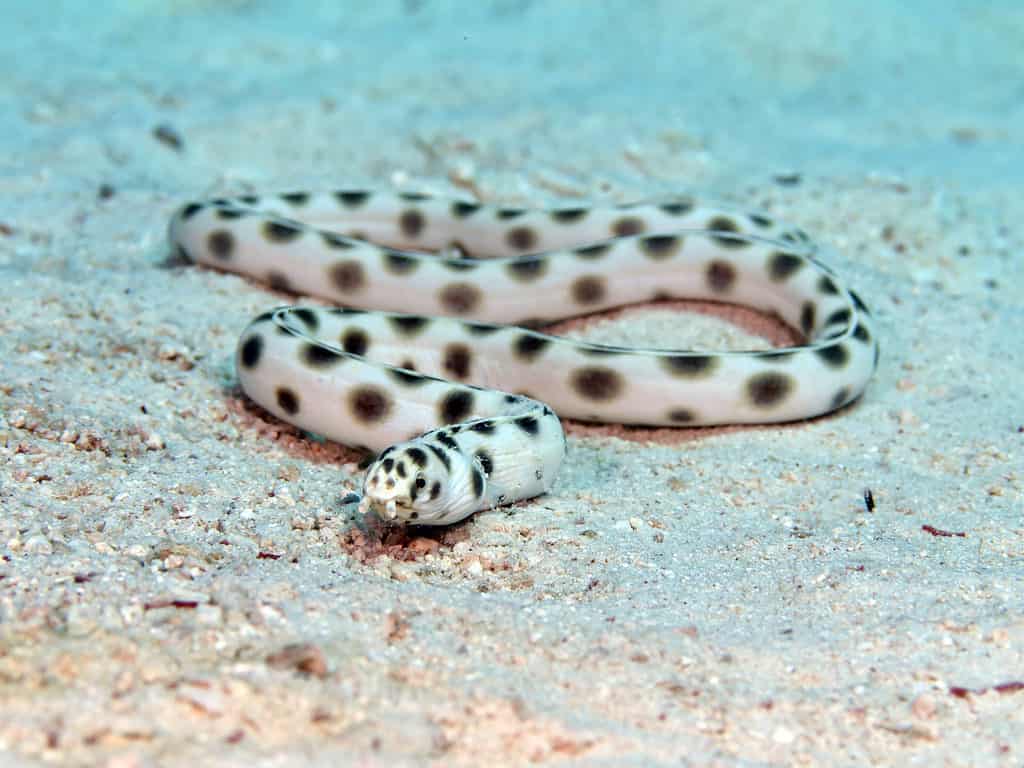 Venomous Sea Snake Facts (Hydrophiinae and Laticaudinae)