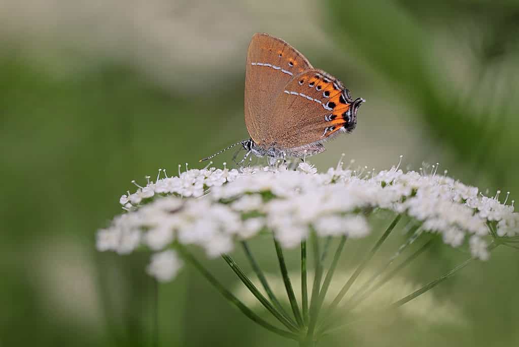 Hairstreak butterfly on flowers