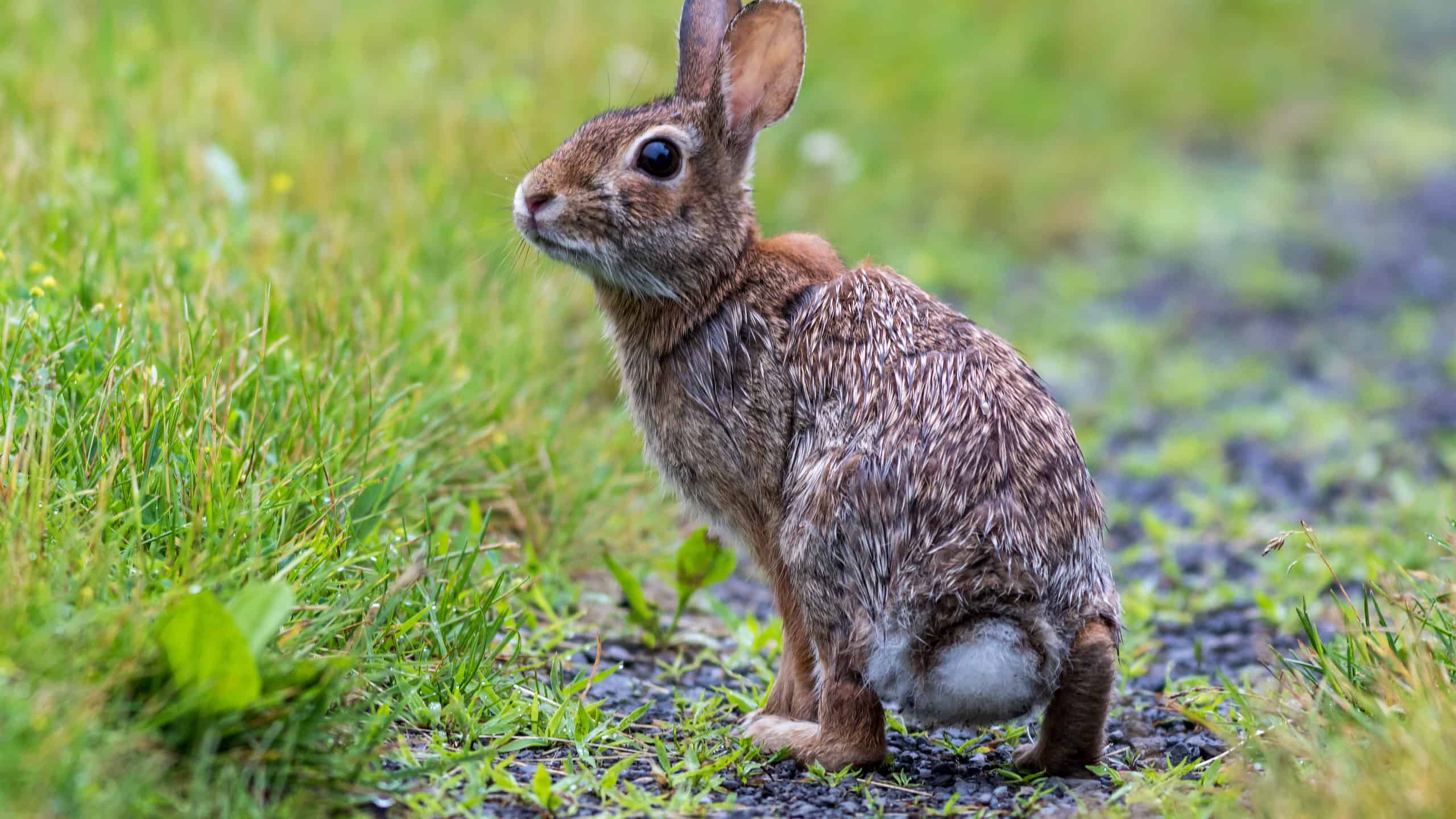 Eastern cottontail rabbit