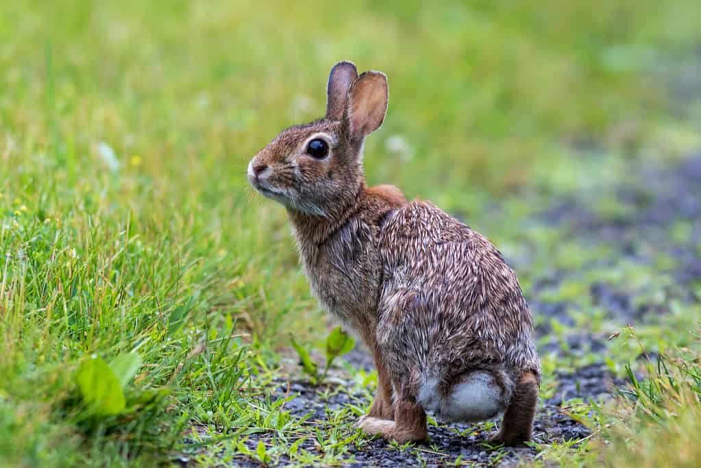 A young Eastern cottontail rabbit facing from left. the rabbit is outdoors in the green grass. Age rabbit is gray and brown.