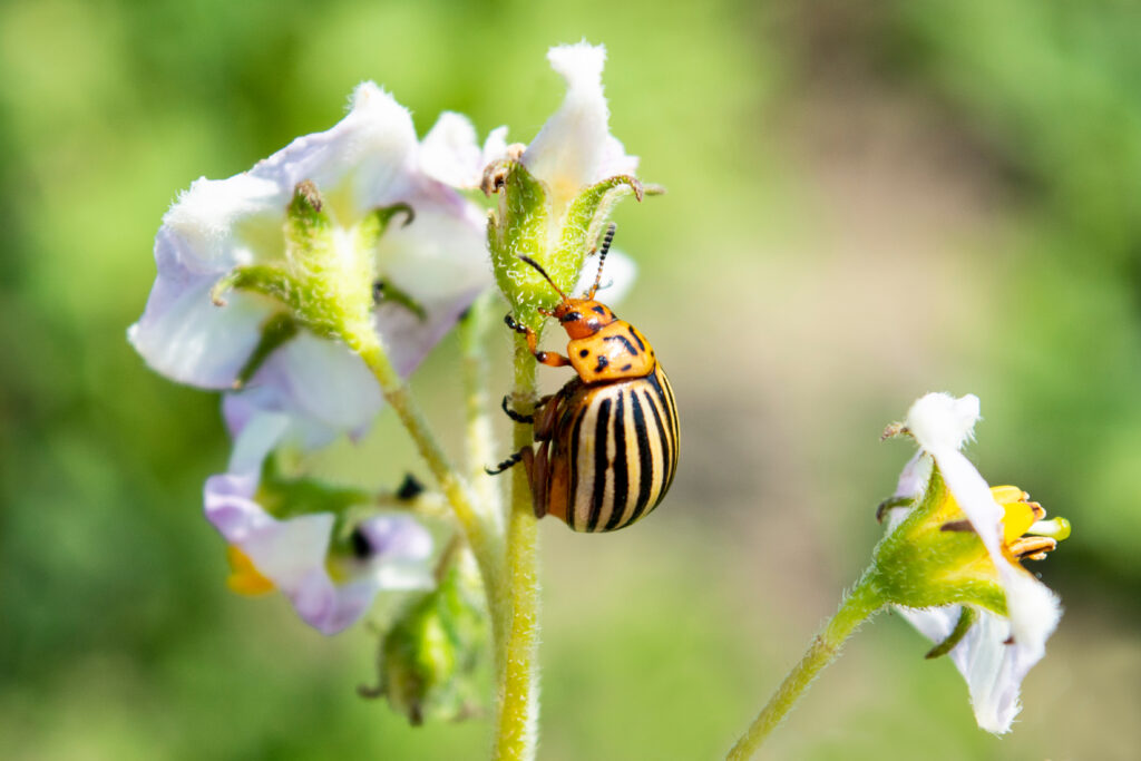 Potato Beetle isolated