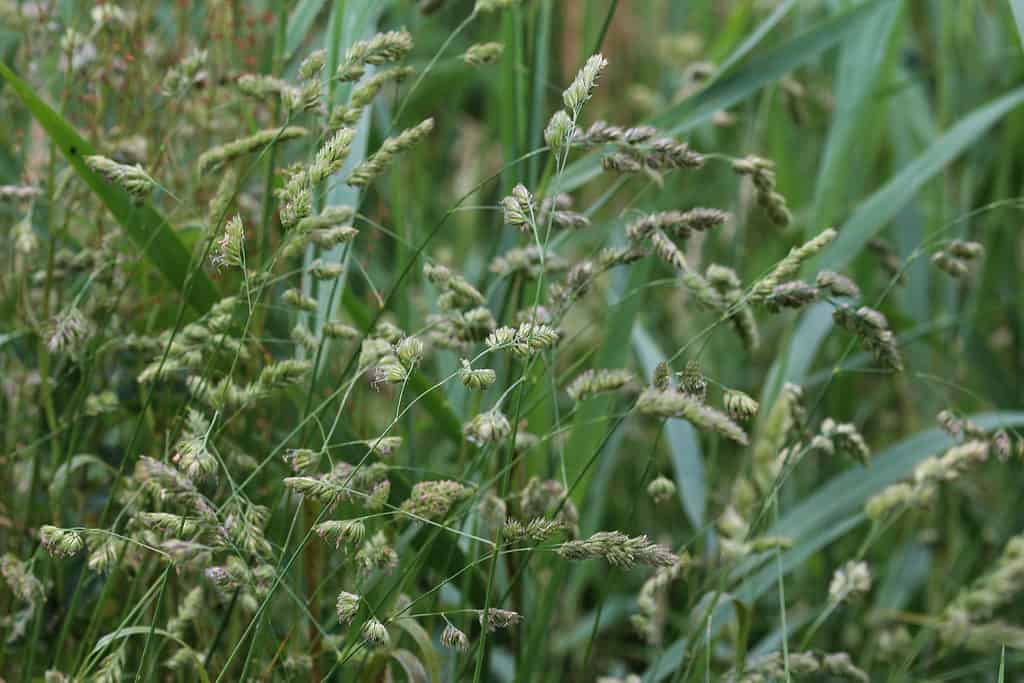 Orchard Grass - Allergy Season in Nebraska