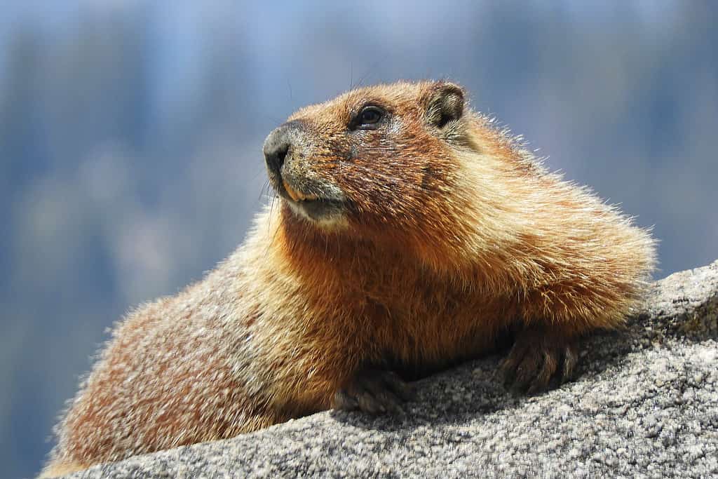 Yellow-bellied marmot, California