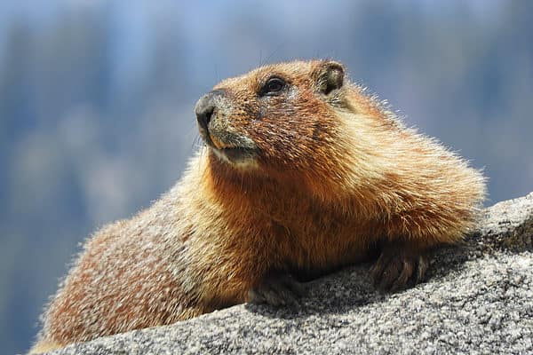 Discover 4 Incredible Animals Roaming Mount Rushmore - A-Z Animals