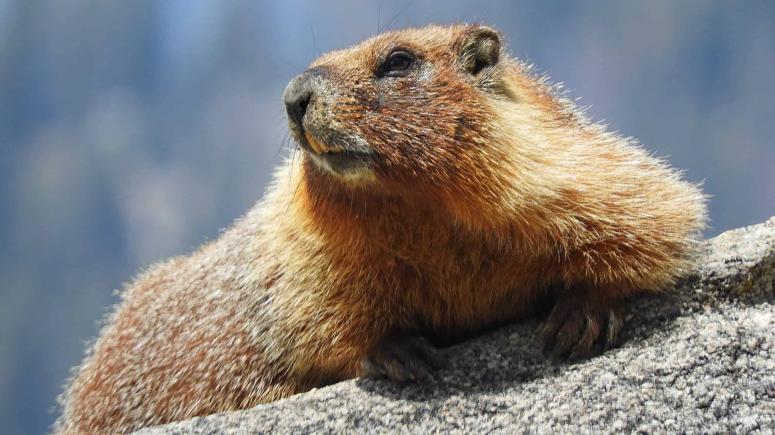 Yellow-bellied marmot, California