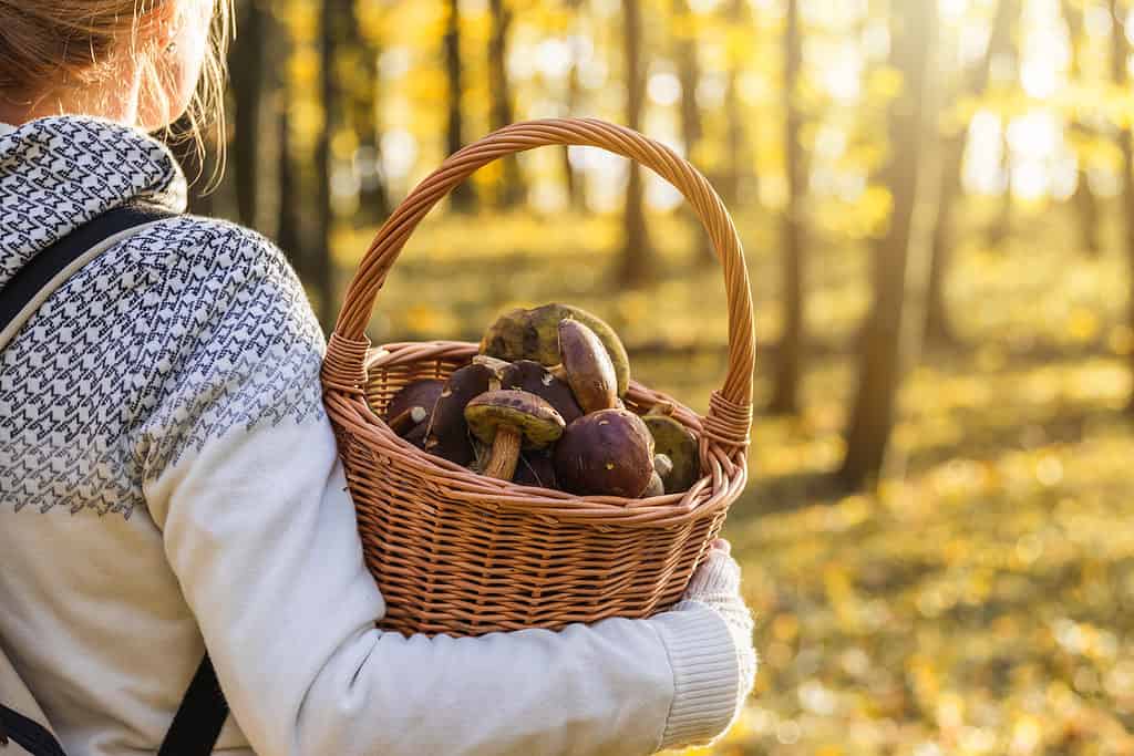 Foraging for edible mushrooms