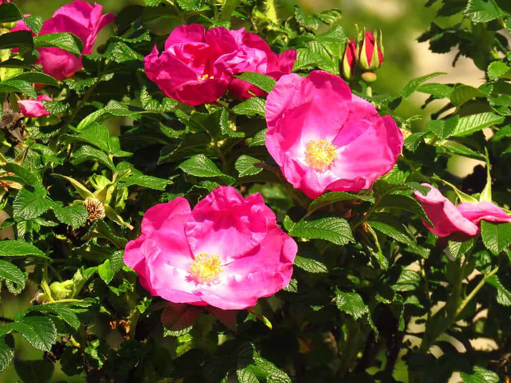 flowers of beach rose, Rosa rugosa, rugosa rose