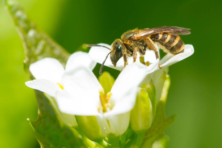A Confusing Furrow Bee is collecting nectar from a Garlic Mustard Flower. Also known as a Southern Bronze Furrow Bee. The bee is perched on the white flower. Ythe bee is facing the left frame. It has a tan and brown striped abdomen. Background of out-of-focus greenery