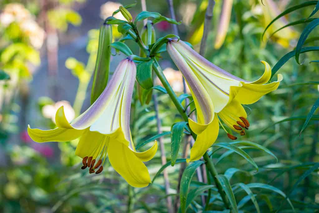 Lilium sp. ‘Golden Splendor’