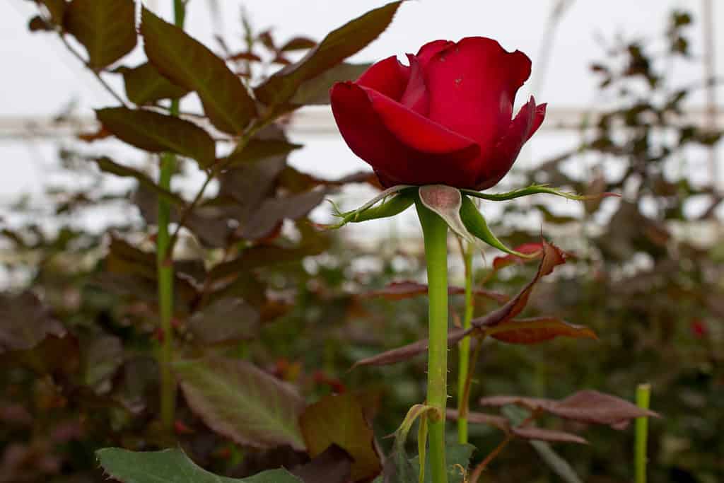 Beautiful red roses growing inside a greenhouse