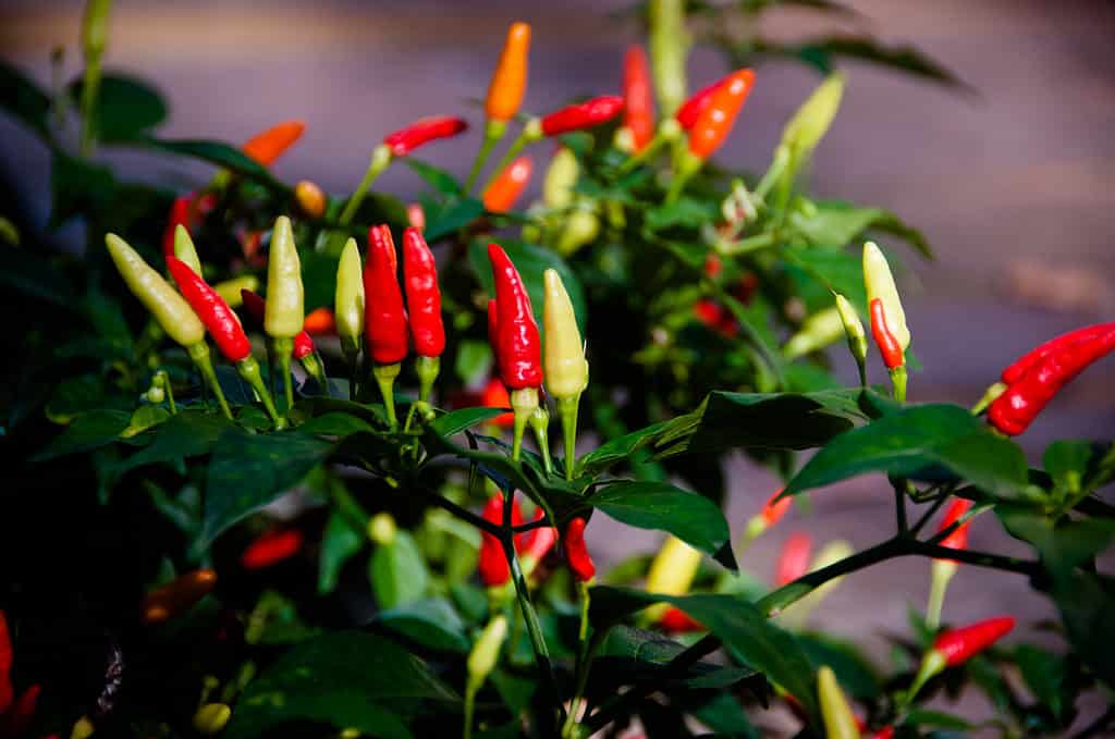 tabasco peppers