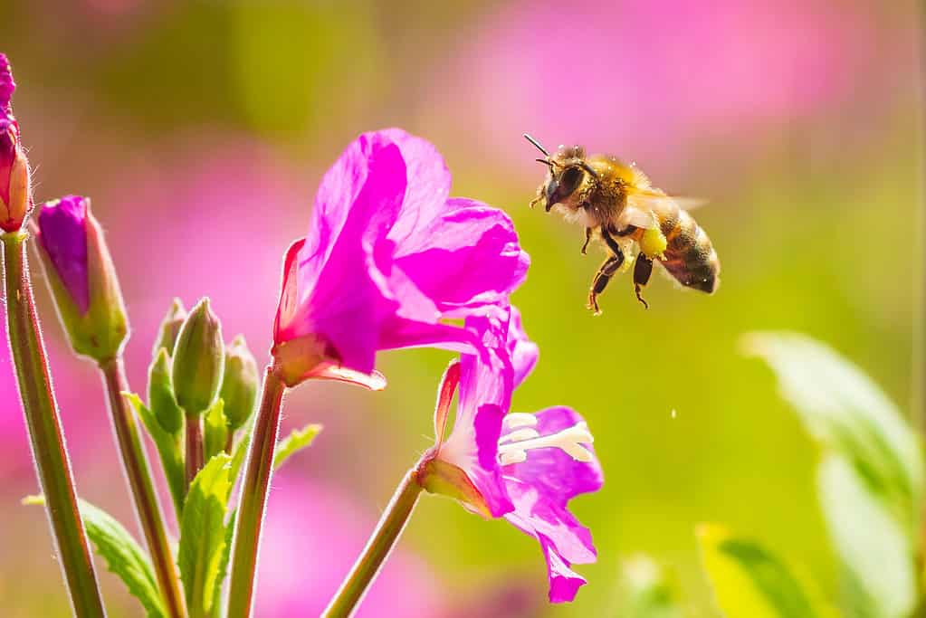 Closeup of a western honey bee or European honey bee (Apis mellifera) feeding nectar of pink great hairy willowherb Epilobium hirsutum flowers