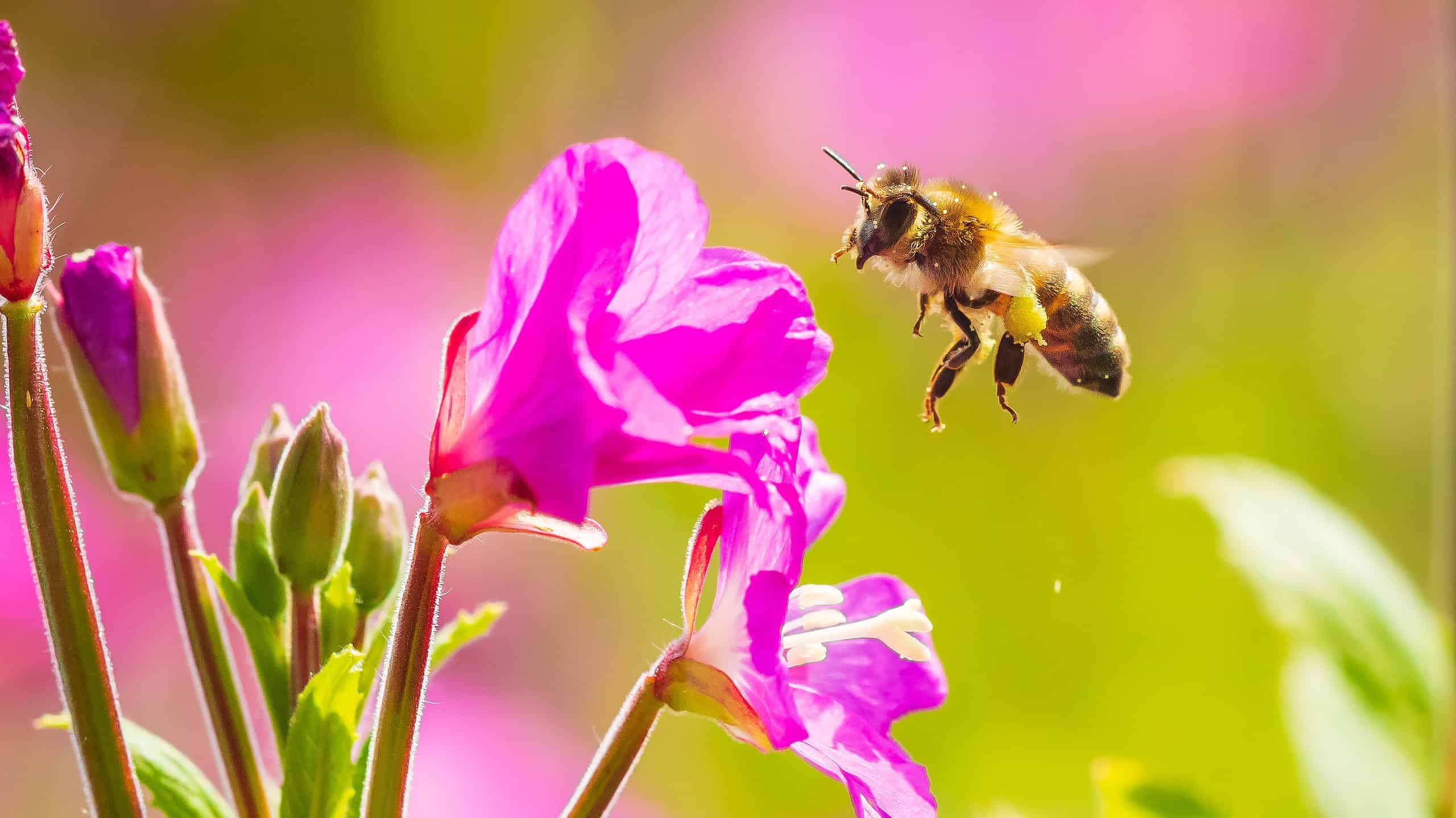 Closeup of a western honey bee or European honey bee (Apis mellifera) feeding nectar of pink great hairy willowherb Epilobium hirsutum flowers