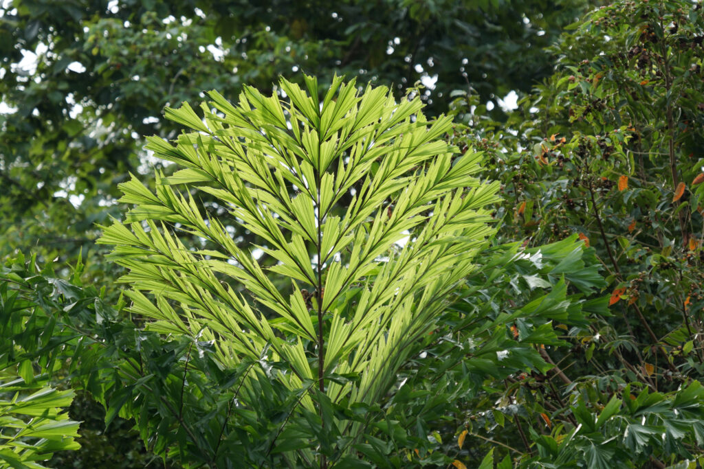 Fishtail palm