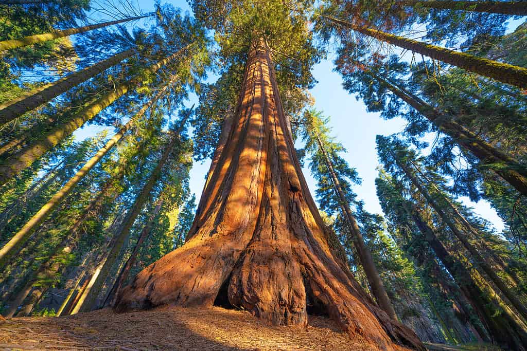 Famous Sequoia park and giant sequoia tree at sunset. Giant Sequoias are native to the forests of California. 