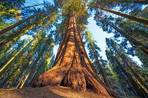 What’s the Largest Redwood Tree? Picture