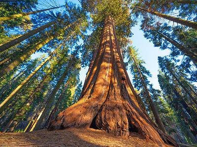A What’s the Largest Redwood Tree?